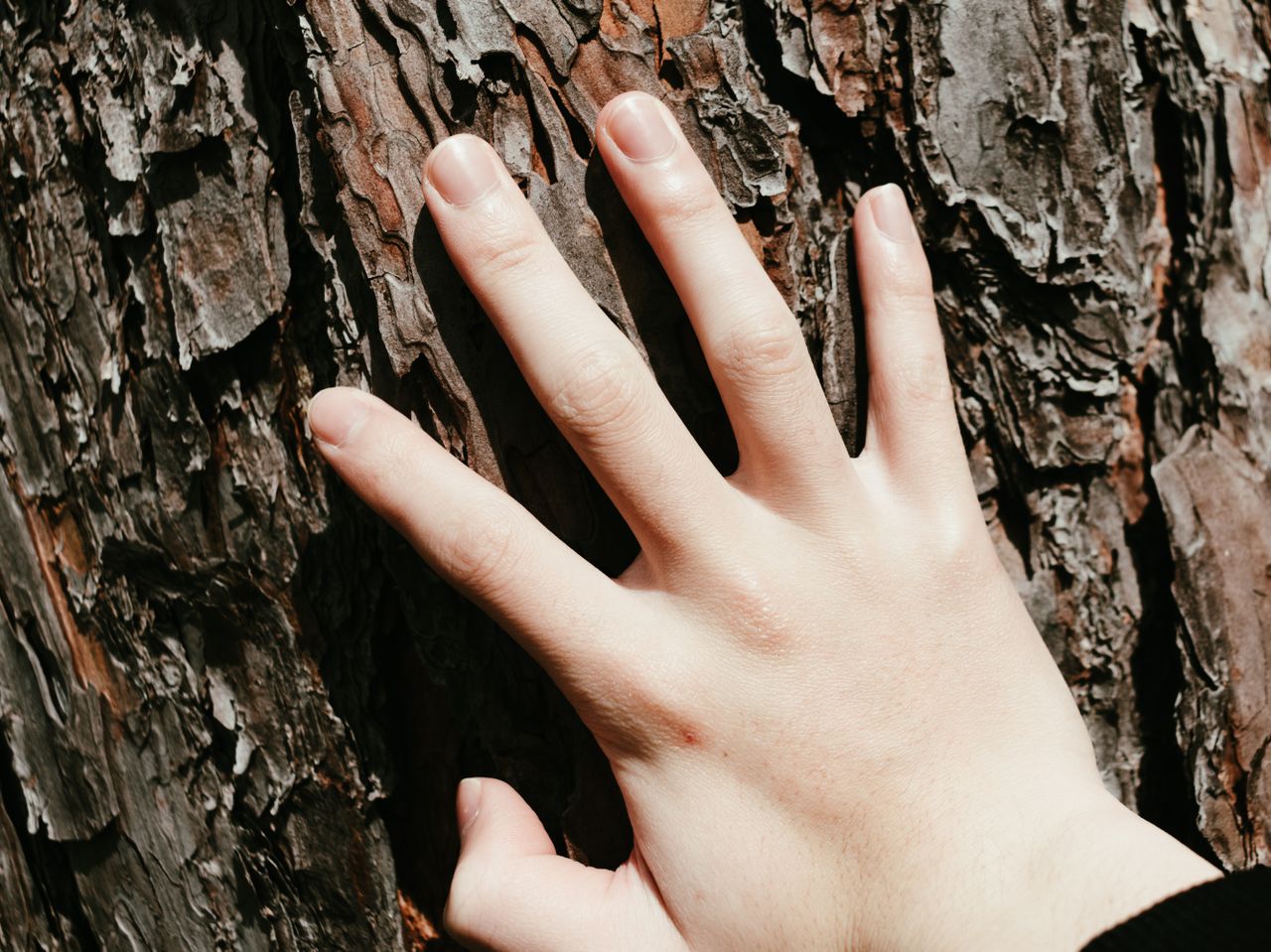 A close-up image of a human hand gently touching textured tree bark, capturing nature's detail.